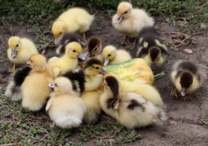 一人暮らしの初期費用を分割払いで賢く抑える方法は？