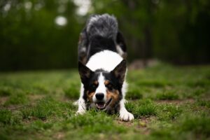 一人暮らしで犬を飼う際の防犯対策は？