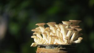 一人暮らしの食費を抑えるための平均自炊のコツは？