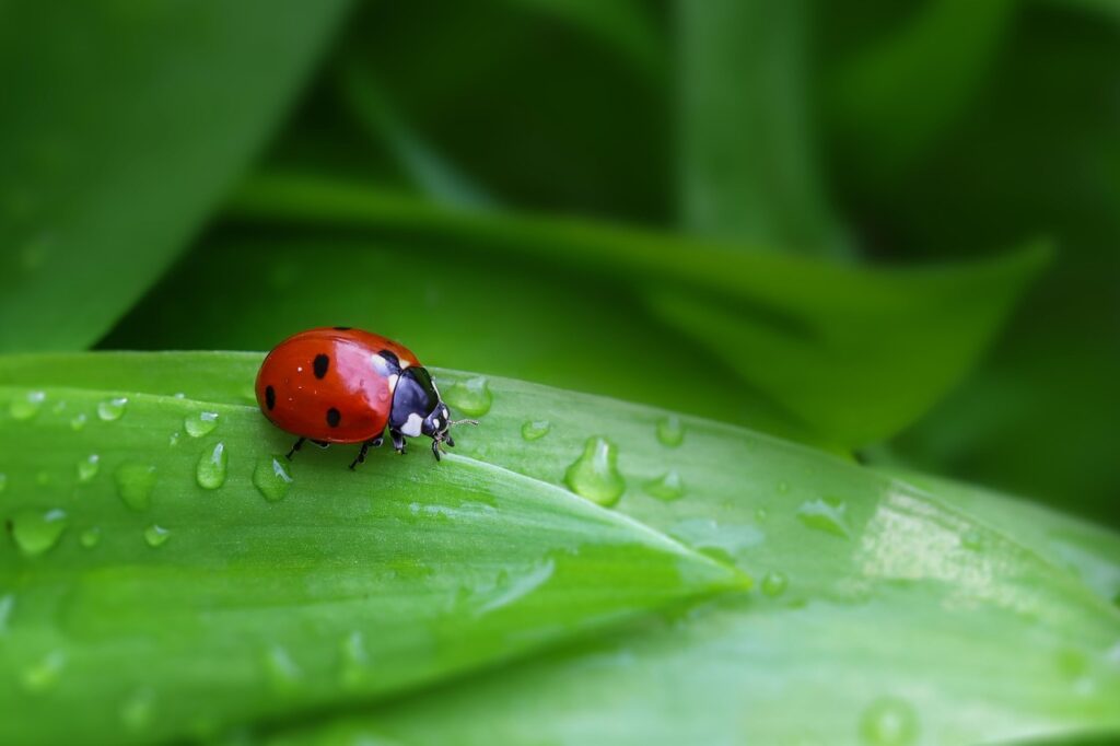 一人暮らしの部屋で虫が出る時の効果的な対策は？